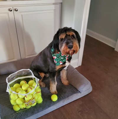 Chewy tennis balls