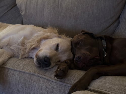 dogs