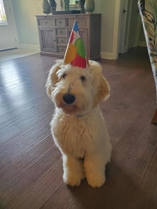 tucker bday hat